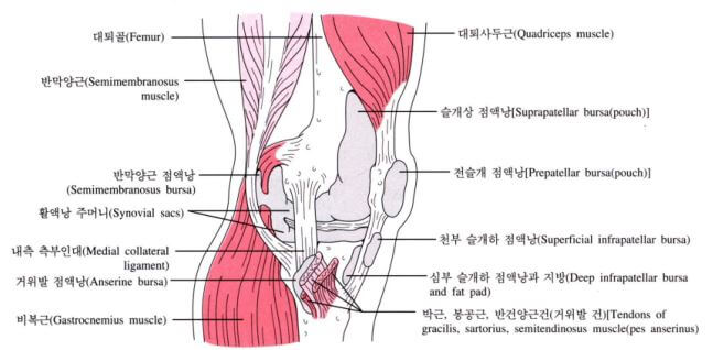 좌측 다리의 무릎 내측의 해부학 그림으로 거위발 점액낭과 근육들을 나타냈음.