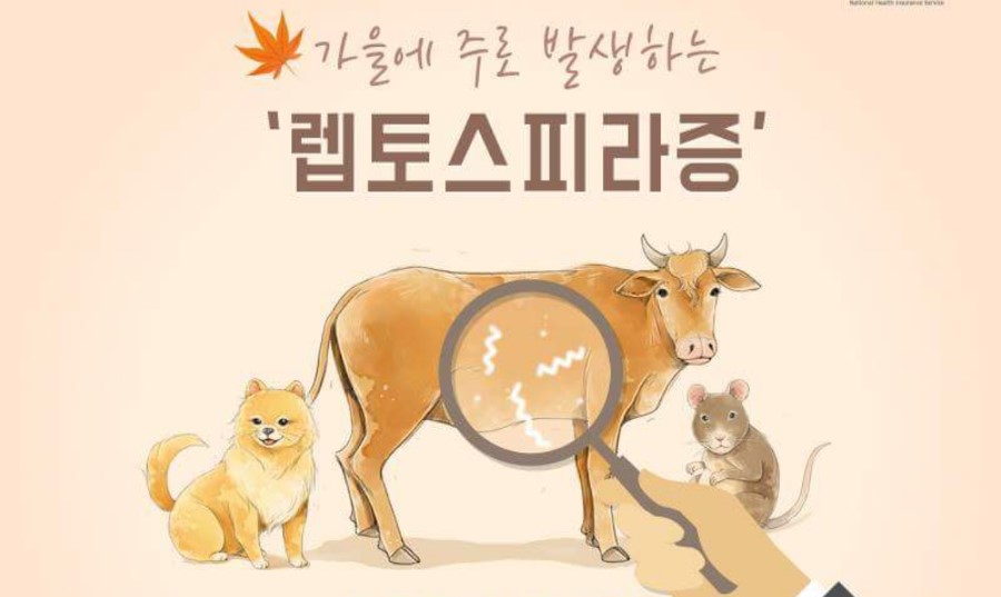  "렙토스피라증(Repospirosis)이해 : 원인, 증상 및 예방 방법"