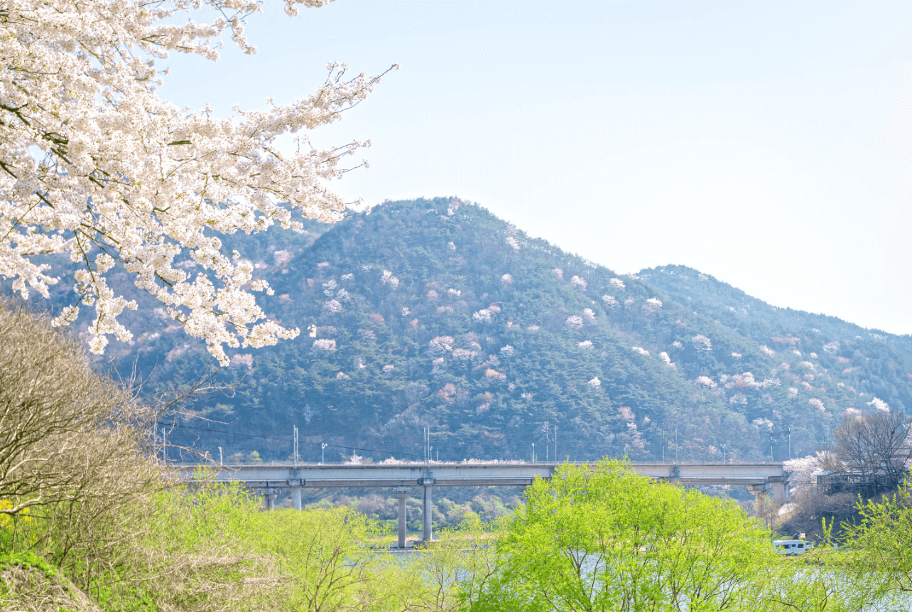 섬진강 벚꽃 축제