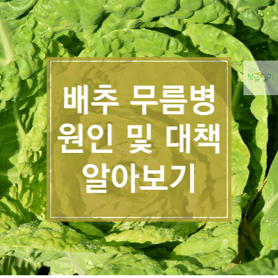 배추 무름병 원인 및 대책 알아보기