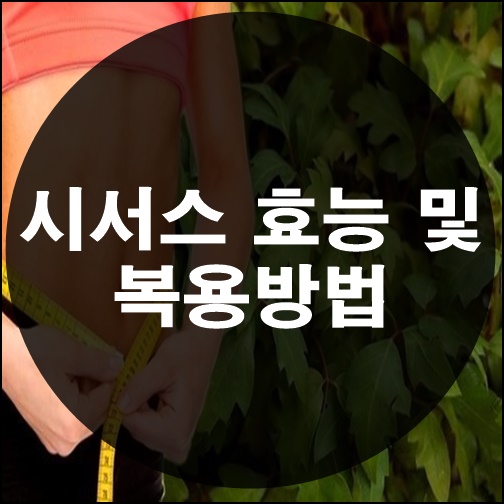  시서스 효능 및 복용방법