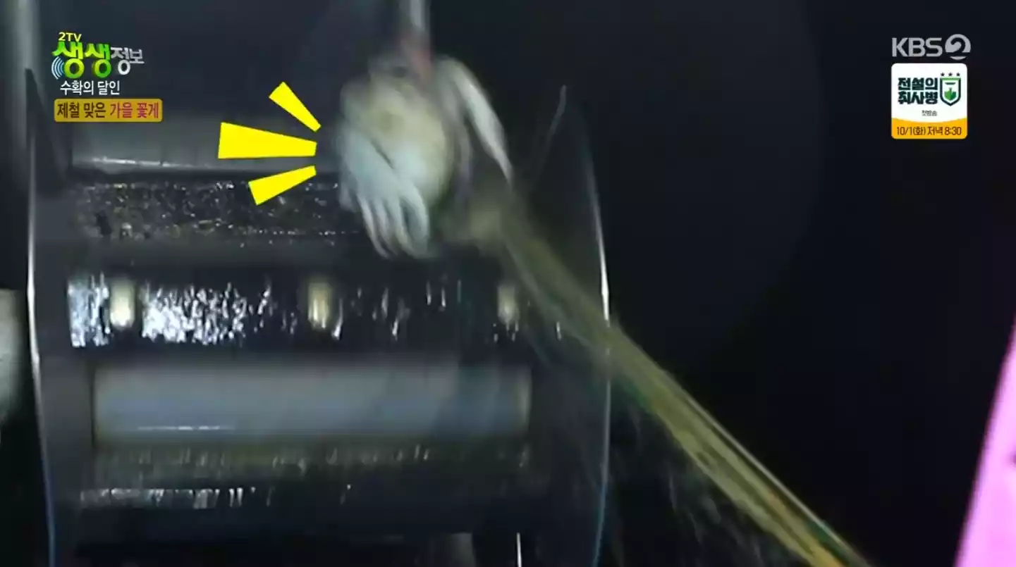 햇 꽃게