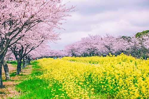 녹산로