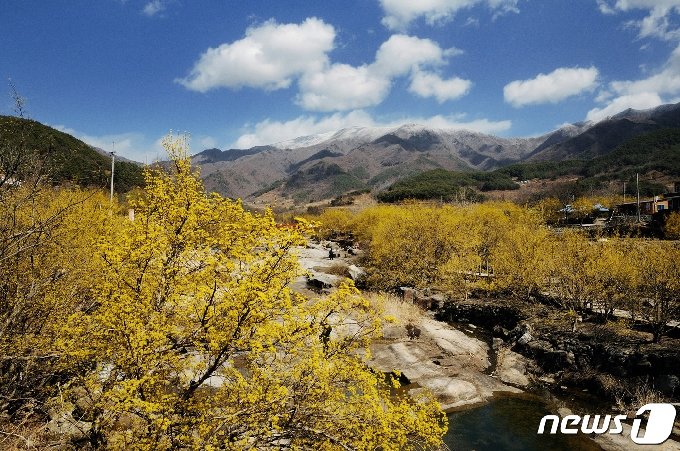 산수유꽃축제