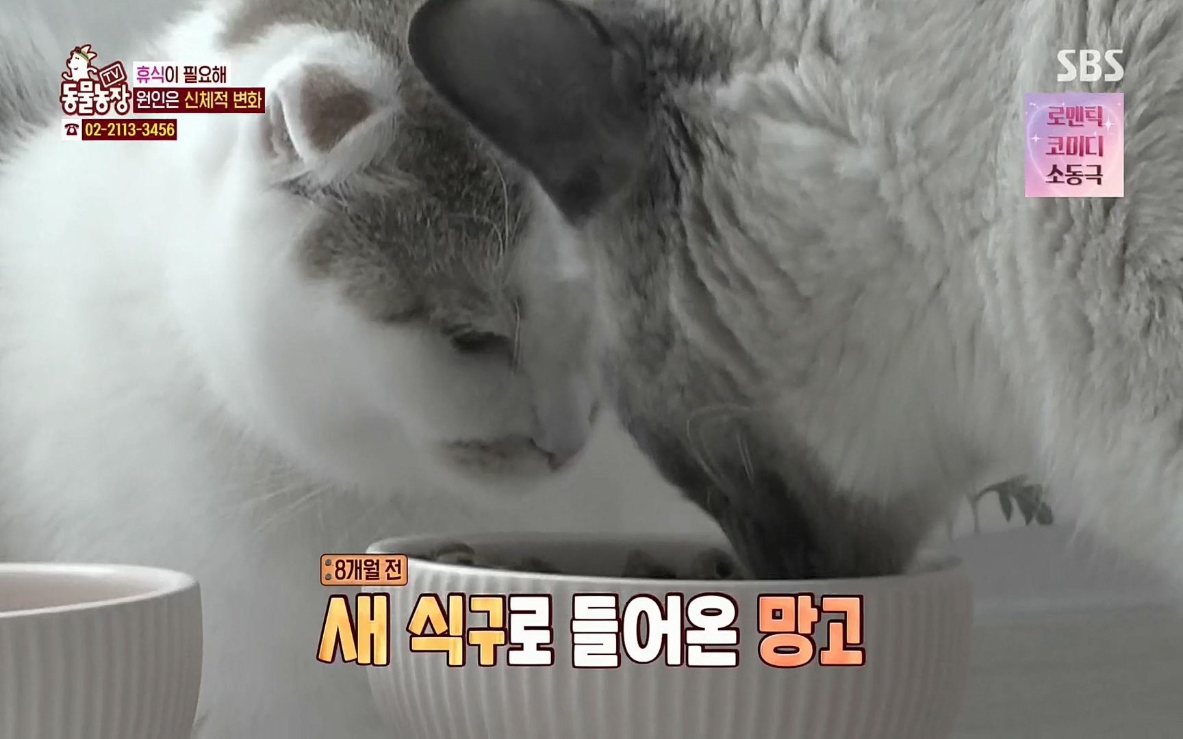 TV 동물농장.E1067.220501p.H264-F1RST.mp4_20220501_183133.599.jpg