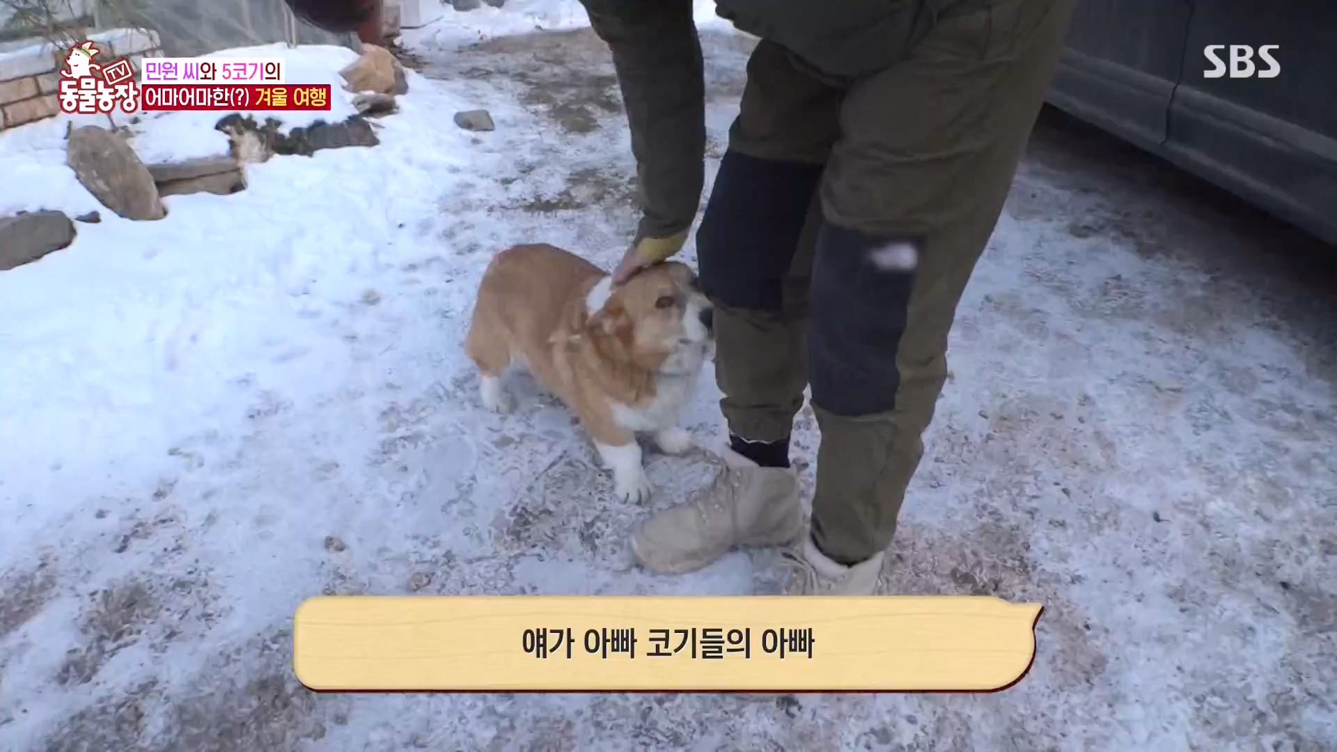 TV 동물농장.E1161.240303p-NEXT.mp4_20240303_172250.053.jpg