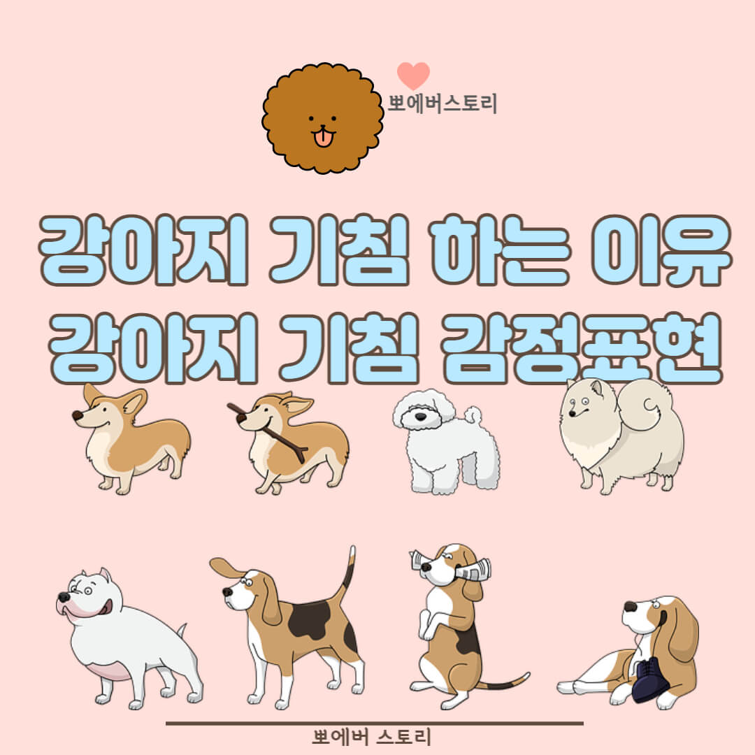 강아지기침원인