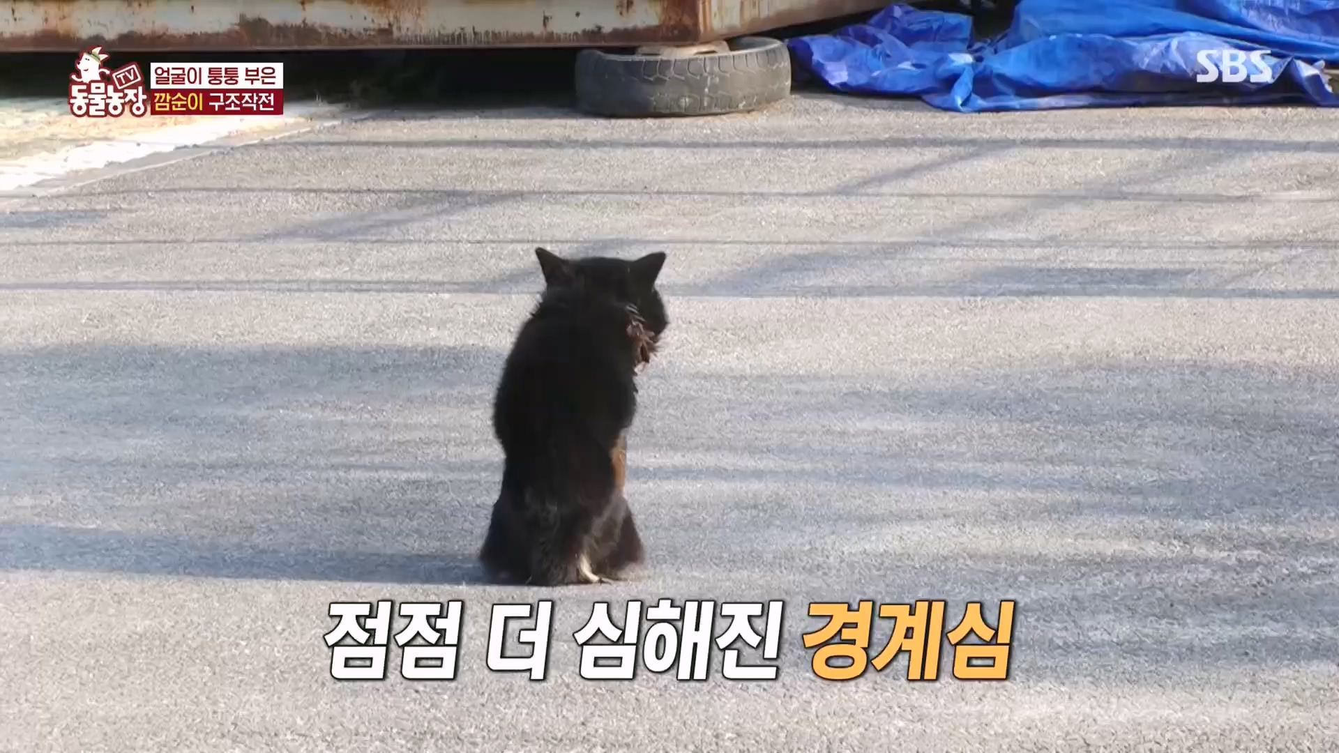 TV 동물농장.E1118.230423p.H264-F1RST.mp4_20230423_181133.316.jpg
