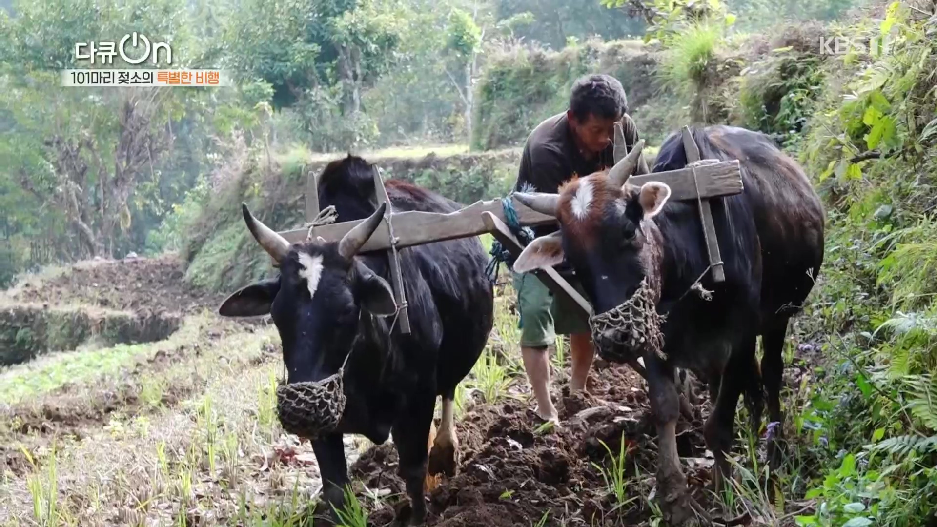 다큐 On.E184.230203p.H264-F1RST.mp4_20230211_174019.499.jpg