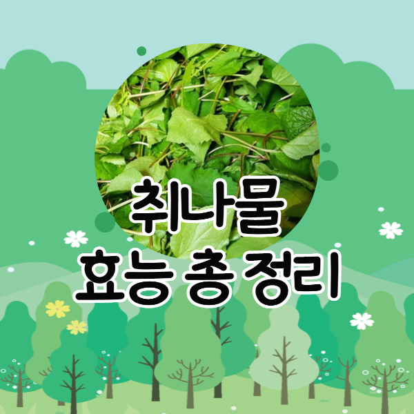  취나물 효능 / 부작용 / 보관법 / 먹는법 / 고르는 방법