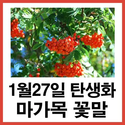 1월-27일-탄생화-마가목-꽃말