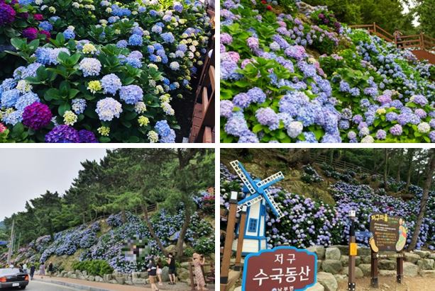 거제남부면-수국이핀모습