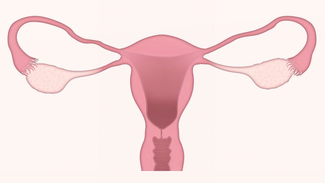 자궁경부암 원인과 역학 주요증상 치료와 관리