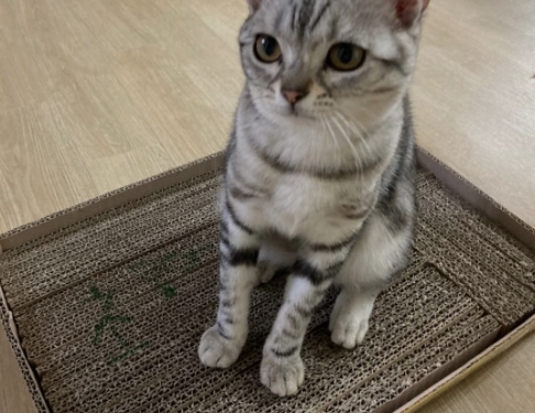  모기 퇴치법 고양이덕에 해결책 나올까?