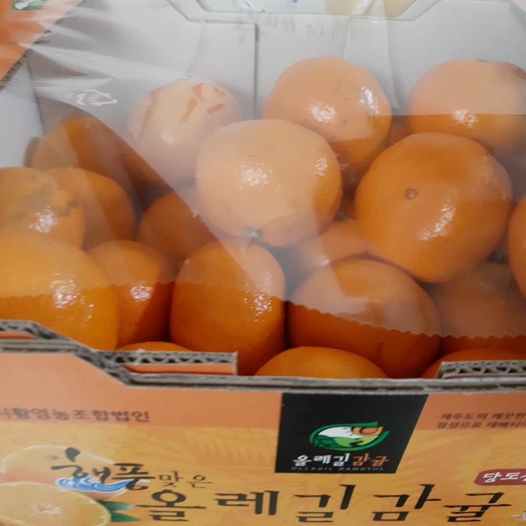  새콤달콤 너무 맛있는 GAP 인증 해풍맞은 올레길 당도선별 감귤
