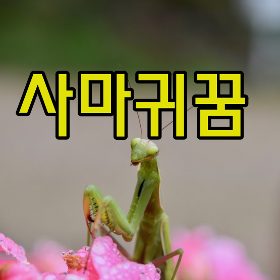 사마귀꿈