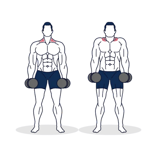 어깨운동 -덤벨 슈러그(Dumbbell Shrug) 어깨운동 -덤벨 슈러그(Dumbbell Shrug)