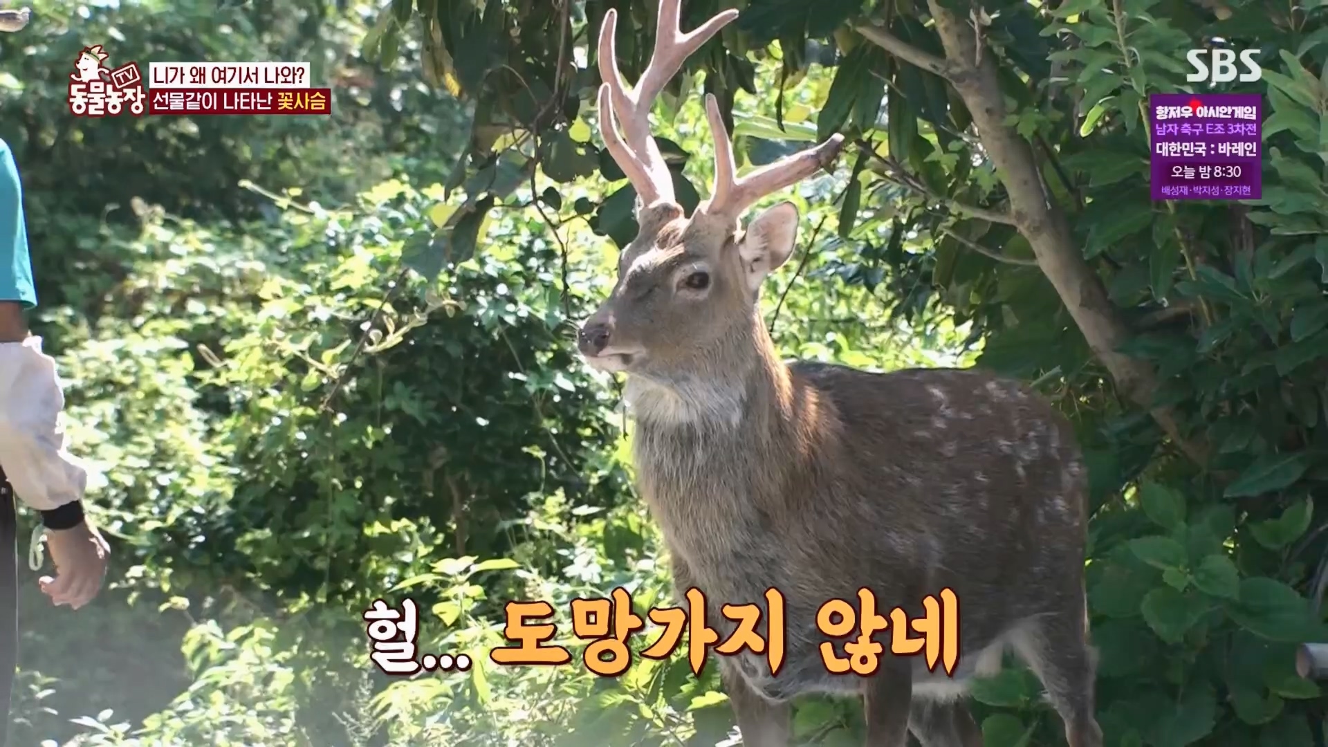 TV 동물농장.E1139.230924p.H264-F1RST.mp4_20230924_171500.954.jpg