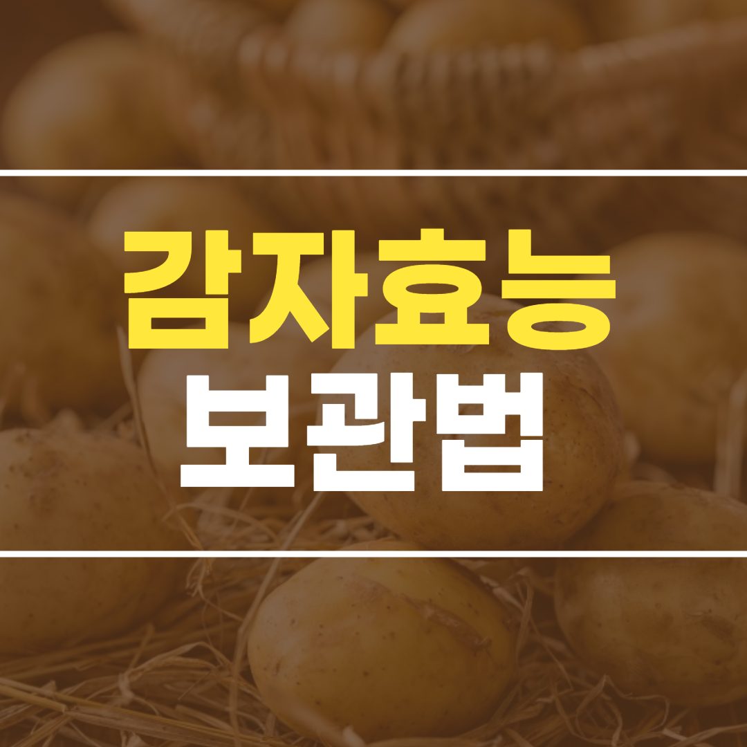  감자 효능 및 감자 보관법