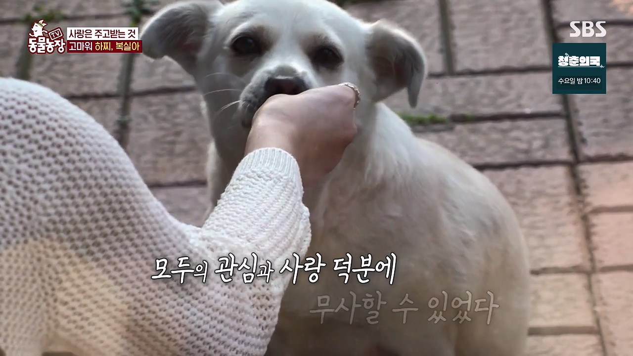 TV 동물농장.E1138.230918p-NEXT.mp4_20230917_172143.292.jpg