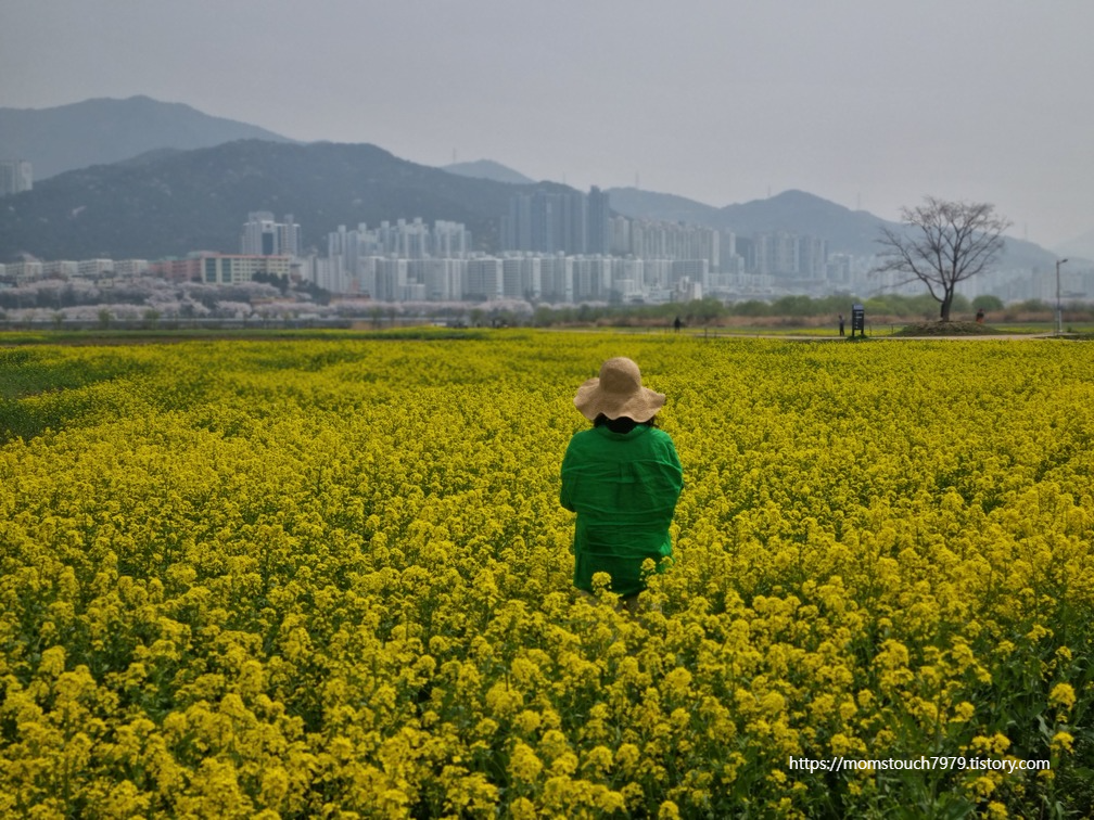 대정생태공원 유채꽃