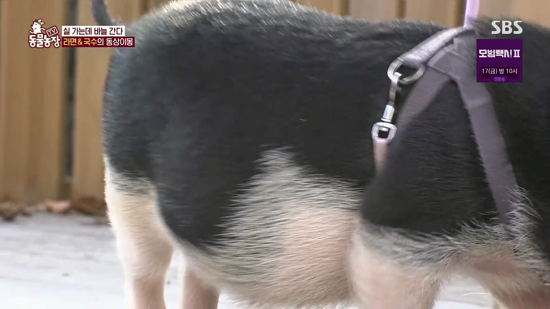 TV 동물농장.E1107.230205p.H264-F1RST.mp4_20230205_173947.903.jpg