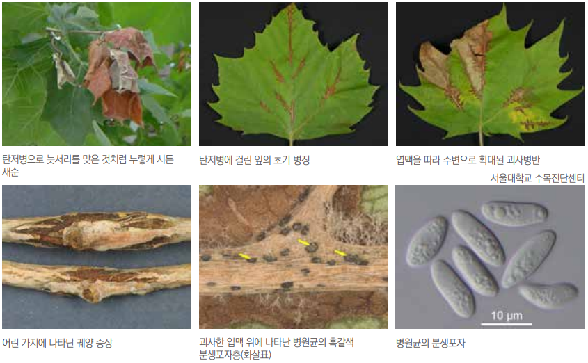  버즘나무 탄저병