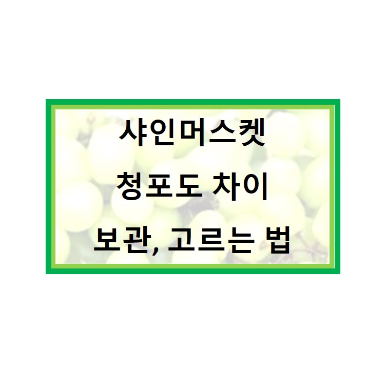  샤인머스켓 청포도 차이와 맛있는 샤인머스켓 고르는 방법 보관