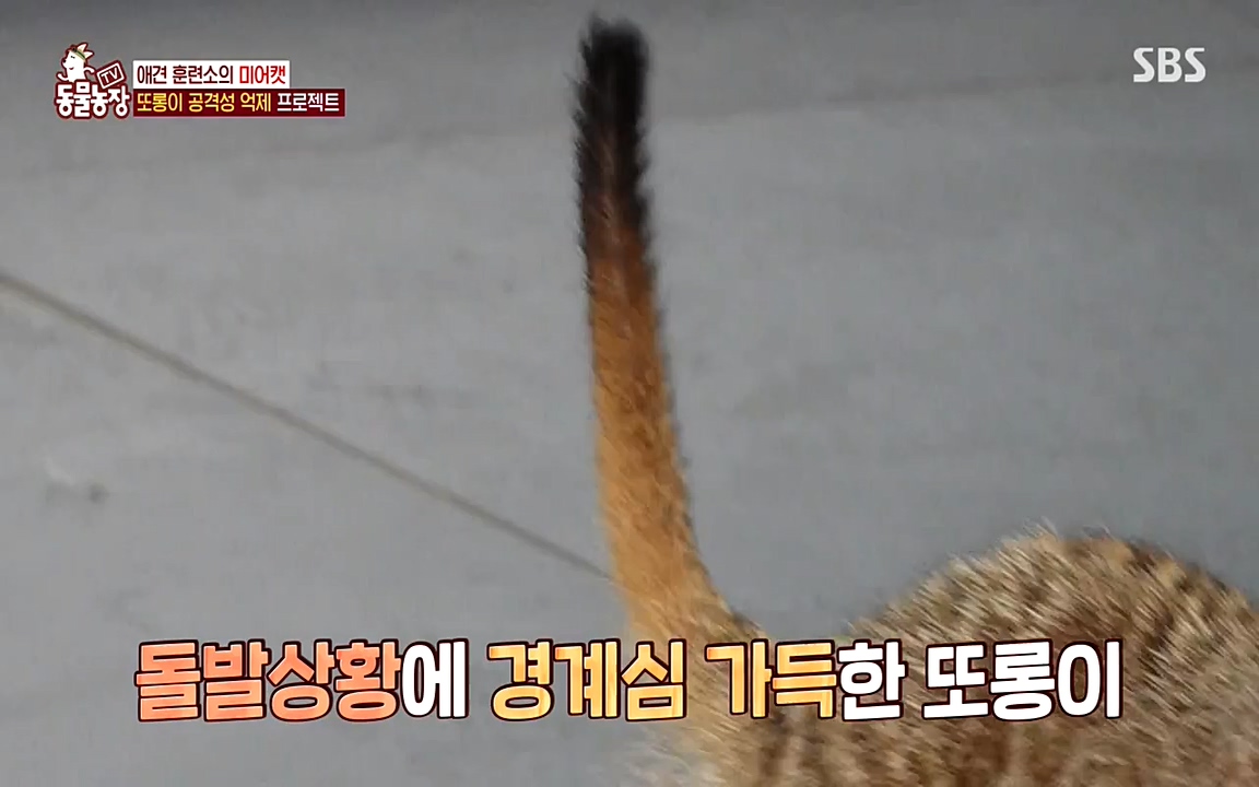 TV 동물농장.E1079.220725p-NEXT.mp4_20220724_151947.617.jpg