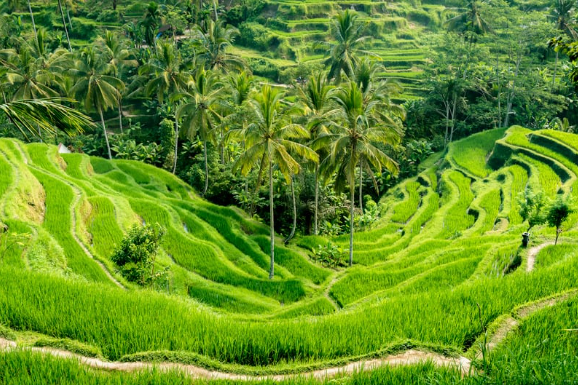 텐갈랑 라이스 테라스 (Tegalalang Rice Terrace) 발리의 중심부에 위치한 아름다운 녹색 지역