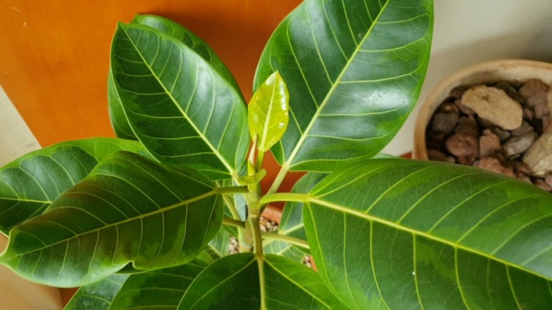 식물 인테리어로 뱅갈고무 나무 키우기 집에서 키우는 거실 반려 18