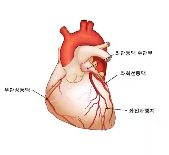 심장과 관상동맥