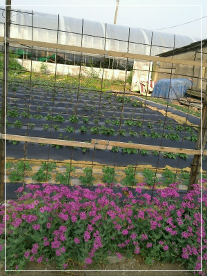 경기도-시흥시-신천동-계란마을-길