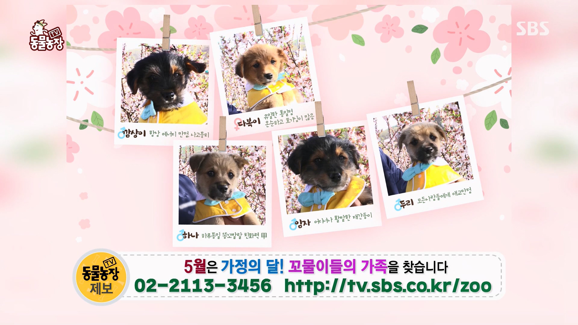 TV 동물농장.E1119.230507p.H264-F1RST.mp4_20230507_135907.214.jpg