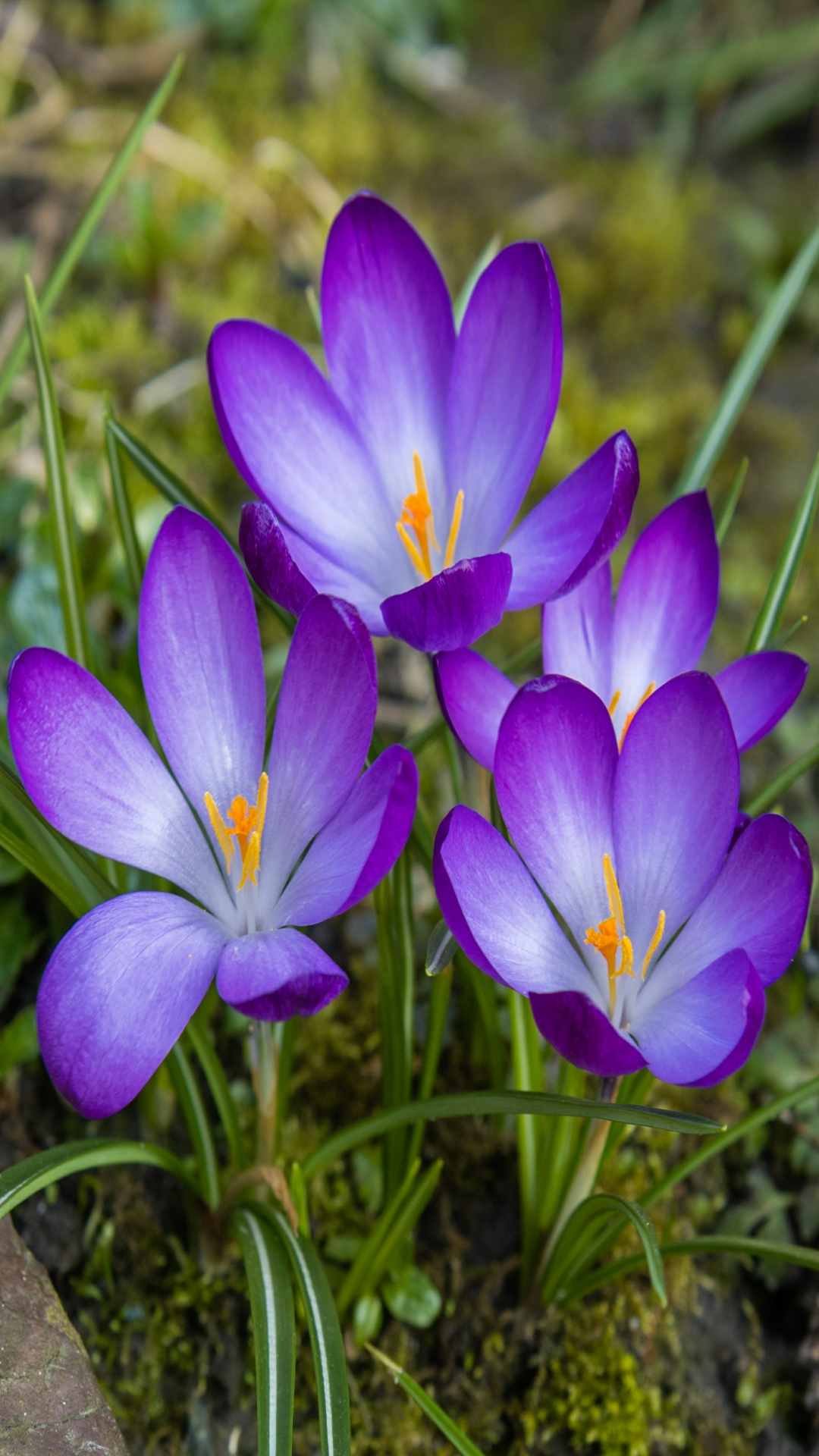 Crocus Flower iPhone Wallpaper