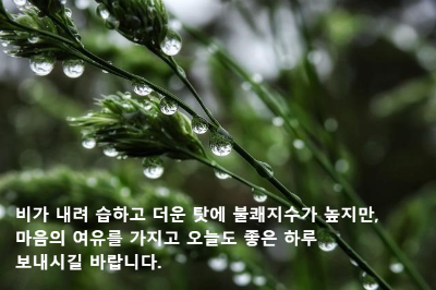 초록색 풀잎에 맺힌 빗방울