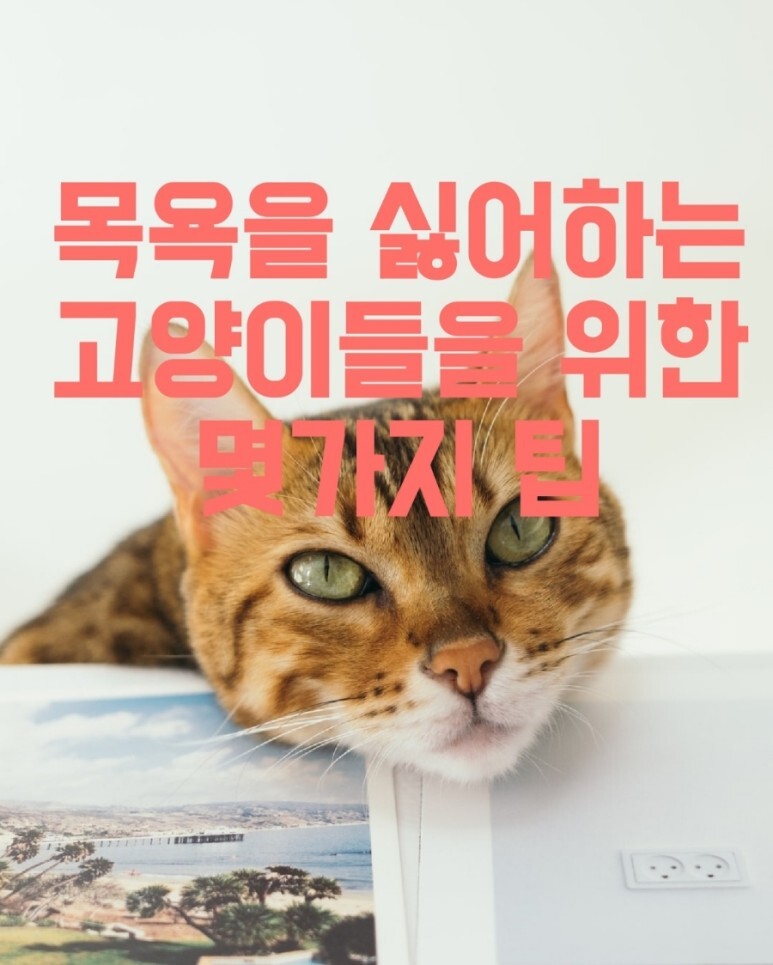목욕을 싫어하는 고양이들을 위한 몇 가지 팁