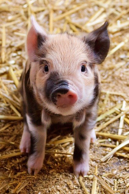 piglet