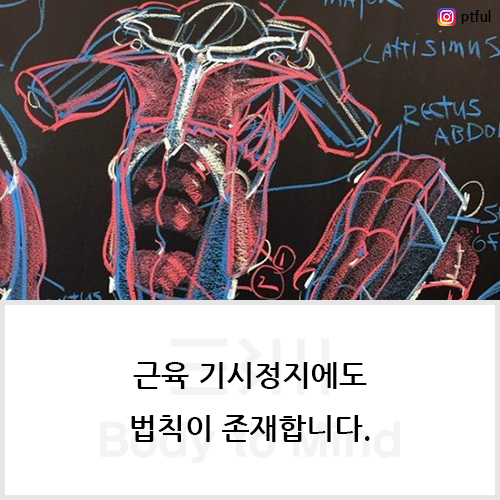  근육 기시정지(origin & insertion)에도 법칙이 존재합니다.