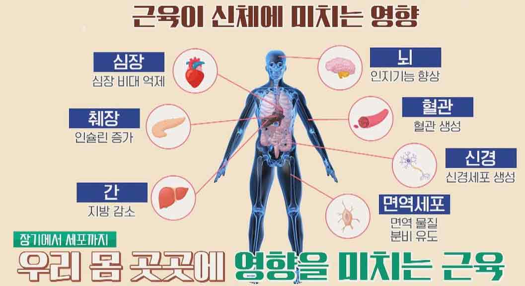 근감소증
