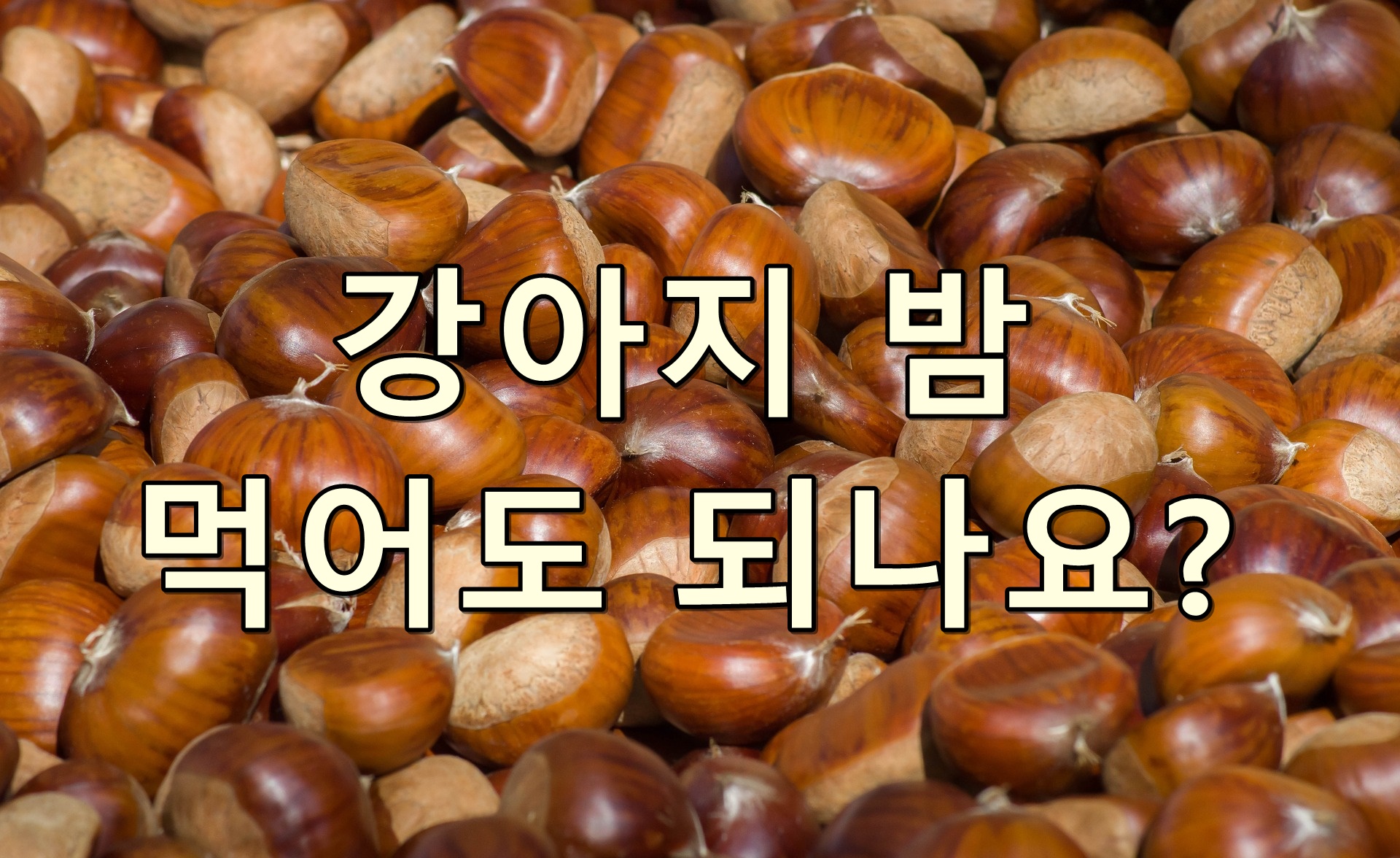 강아지 밤 먹어도