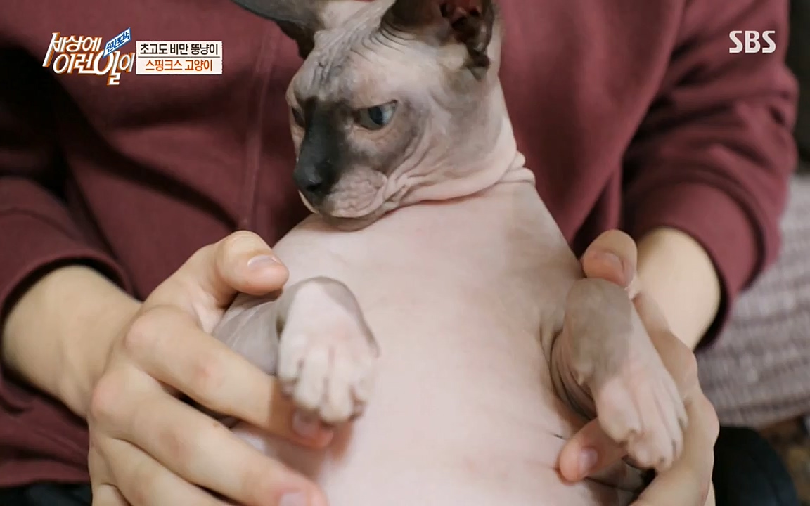 순간포착 세상에 이런일이.E1177.220427p-NEXT.mp4_20220427_183833.624.jpg