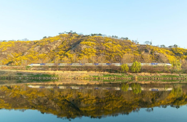 응봉산개나리