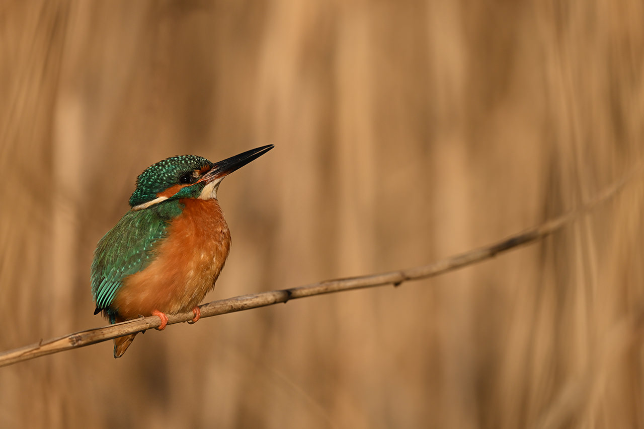 NIKKOR Z 180-600mm