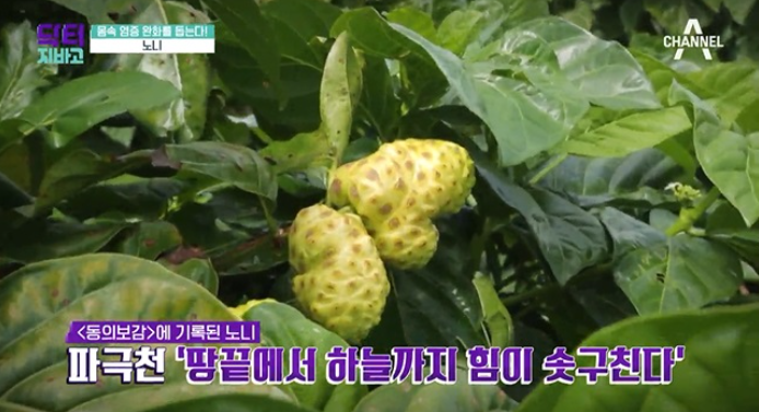 몸 속 염증 제거에 좋은 음식은?노니발효액을 추천하는 이유는? 5