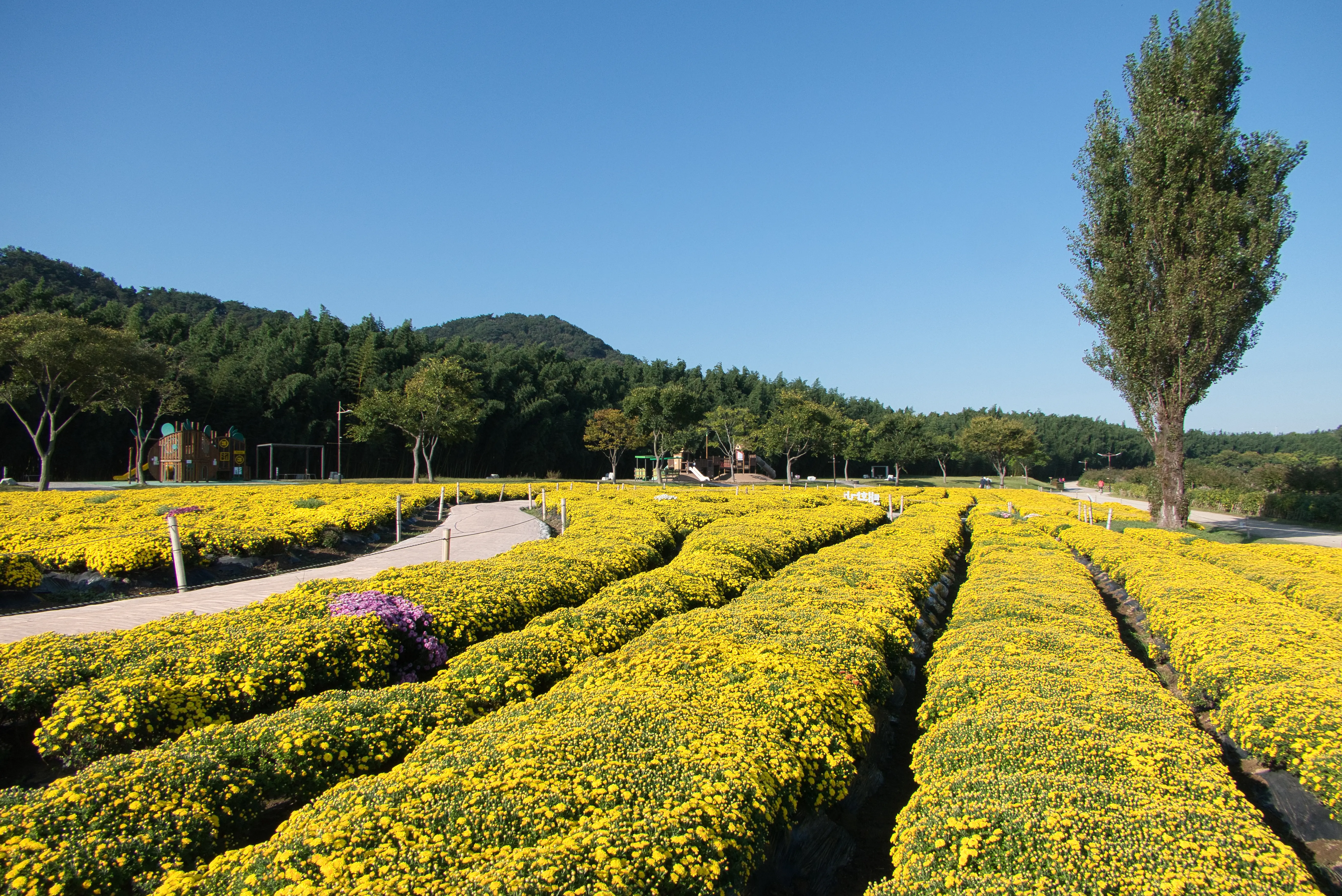 img.webp