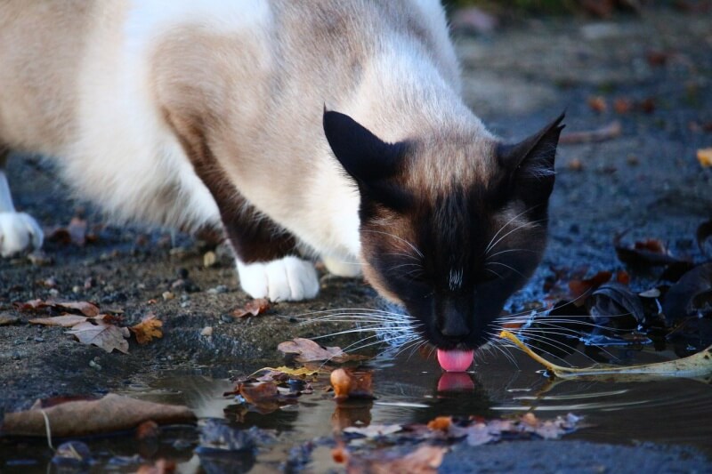 웅덩이에서 물 먹고 있는 샴 고양이 사진