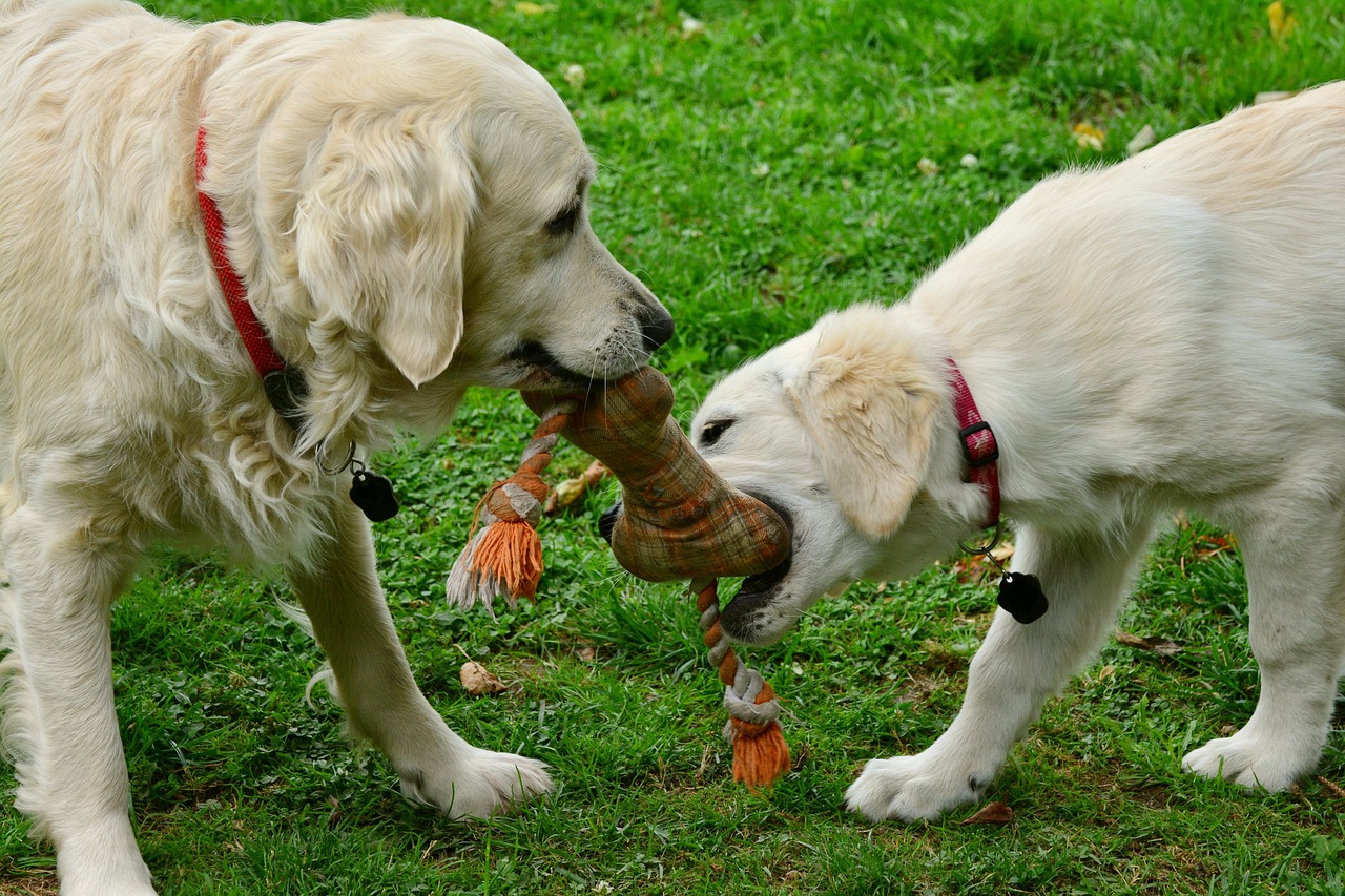 dog-1-24