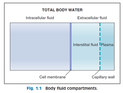 total body fluid