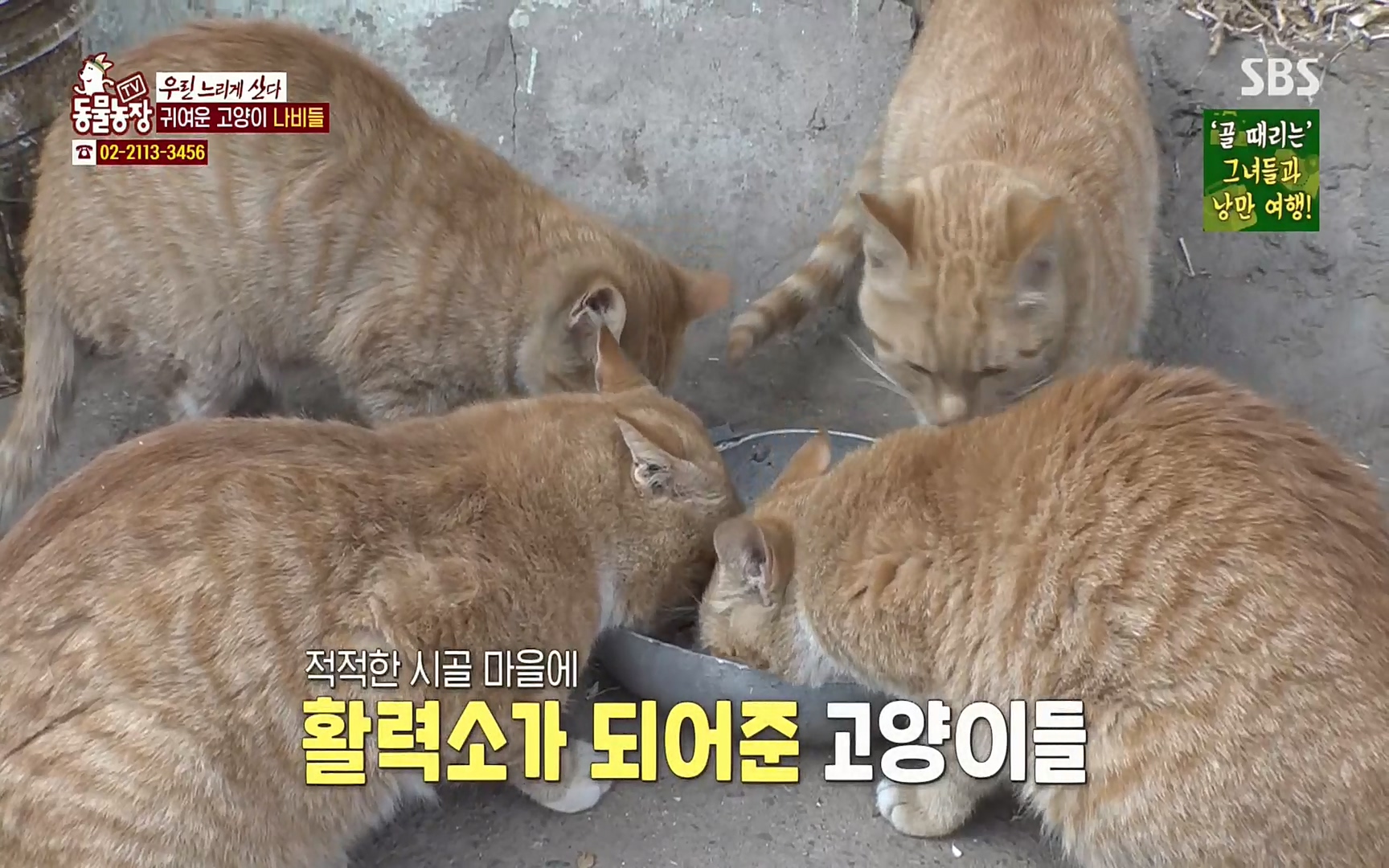 TV 동물농장.E1067.220501p.H264-F1RST.mp4_20220501_183630.963.jpg
